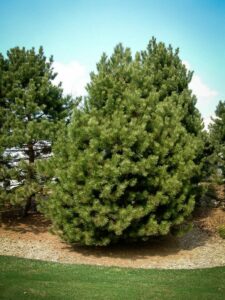 Сосна Чёрная (Pinus Nigra) купить по цене от 270.00р. в интернет-магазине «Посадика» с доставкой почтой в в Анапе и по всей России – [изображение №1].