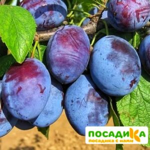 Слива Чачакская ранняя купить по цене от 229.00р. в интернет-магазине «Посадика» с доставкой почтой в в Анапе и по всей России – [изображение №1].