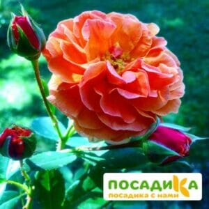 Роза Арабия купить по цене от 350.00р. в интернет-магазине «Посадика» с доставкой почтой в в Анапе и по всей России – [изображение №1].