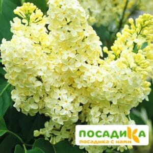 Сирень Примроуз (Primrose) купить по цене от 529.00р. в интернет-магазине «Посадика» с доставкой почтой в в Анапе и по всей России – [изображение №1].