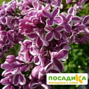 Сирень Сенсация купить по цене от 529.00р. в интернет-магазине «Посадика» с доставкой почтой в в Анапе и по всей России – [изображение №1].