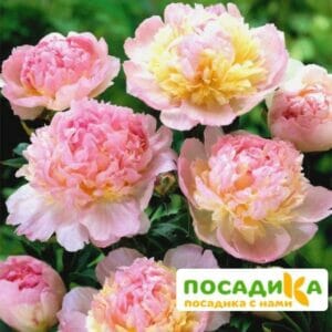 Пион Распберри Сандей (Paeonia Raspberry Sundae) купить по цене от 959р. в интернет-магазине «Посадика» с доставкой почтой в в Анапе и по всей России – [изображение №1].