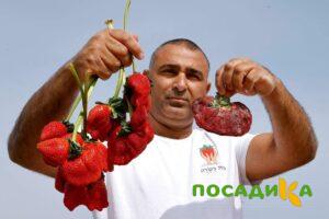Клубника Гигант Джорнея купить по цене от 266р. в интернет-магазине «Посадика» с доставкой почтой в в Анапе и по всей России – [изображение №1].