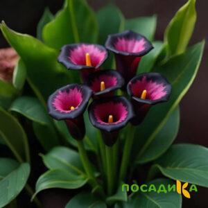 Калла Аура Лейс купить по цене от 400р. в интернет-магазине «Посадика» с доставкой почтой в в Анапе и по всей России – [изображение №1].
