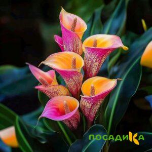 Калла Оникс купить по цене от 450р. в интернет-магазине «Посадика» с доставкой почтой в в Анапе и по всей России – [изображение №1].