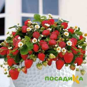 Клубника Рубиновый Шепот (горшечная) купить по цене от 240р. в интернет-магазине «Посадика» с доставкой почтой в в Анапе и по всей России – [изображение №1].