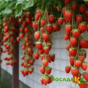 Клубника вьющаяся Комплимент купить по цене от 470р. в интернет-магазине «Посадика» с доставкой почтой в в Анапе и по всей России – [изображение №1].