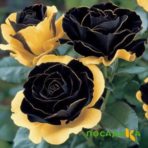 Роза Ханни Сикл купить по цене от 700р. в интернет-магазине «Посадика» с доставкой почтой в в Анапе и по всей России – [изображение №1].
