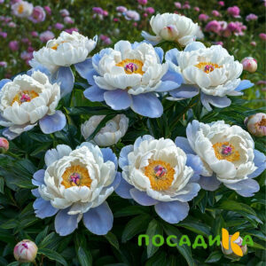 Пион акварельный Этюд купить по цене от 806р. в интернет-магазине «Посадика» с доставкой почтой в в Анапе и по всей России – [изображение №1].