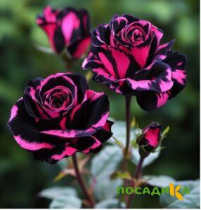 Роза Багровый Шепот купить по цене от 366р. в интернет-магазине «Посадика» с доставкой почтой в в Анапе и по всей России – [изображение №1].
