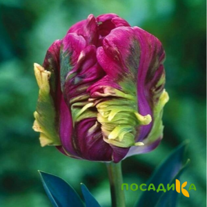 Тюльпан Экзотик Хэвен купить по цене от 186р. в интернет-магазине «Посадика» с доставкой почтой в в Анапе и по всей России – [изображение №1].