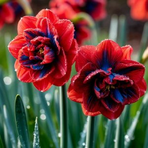 Нарцисс Эрличе купить по цене от 386р. в интернет-магазине «Посадика» с доставкой почтой в в Анапе и по всей России – [изображение №1].